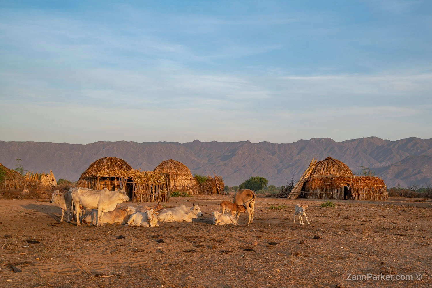 arbore-1